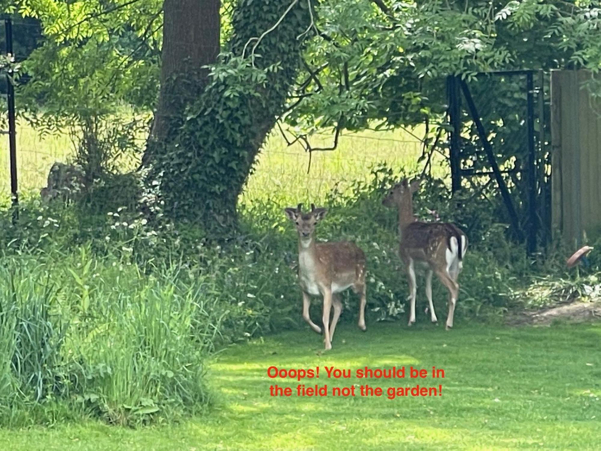 リングウッド Fernwood Bed & Breakfast エクステリア 写真